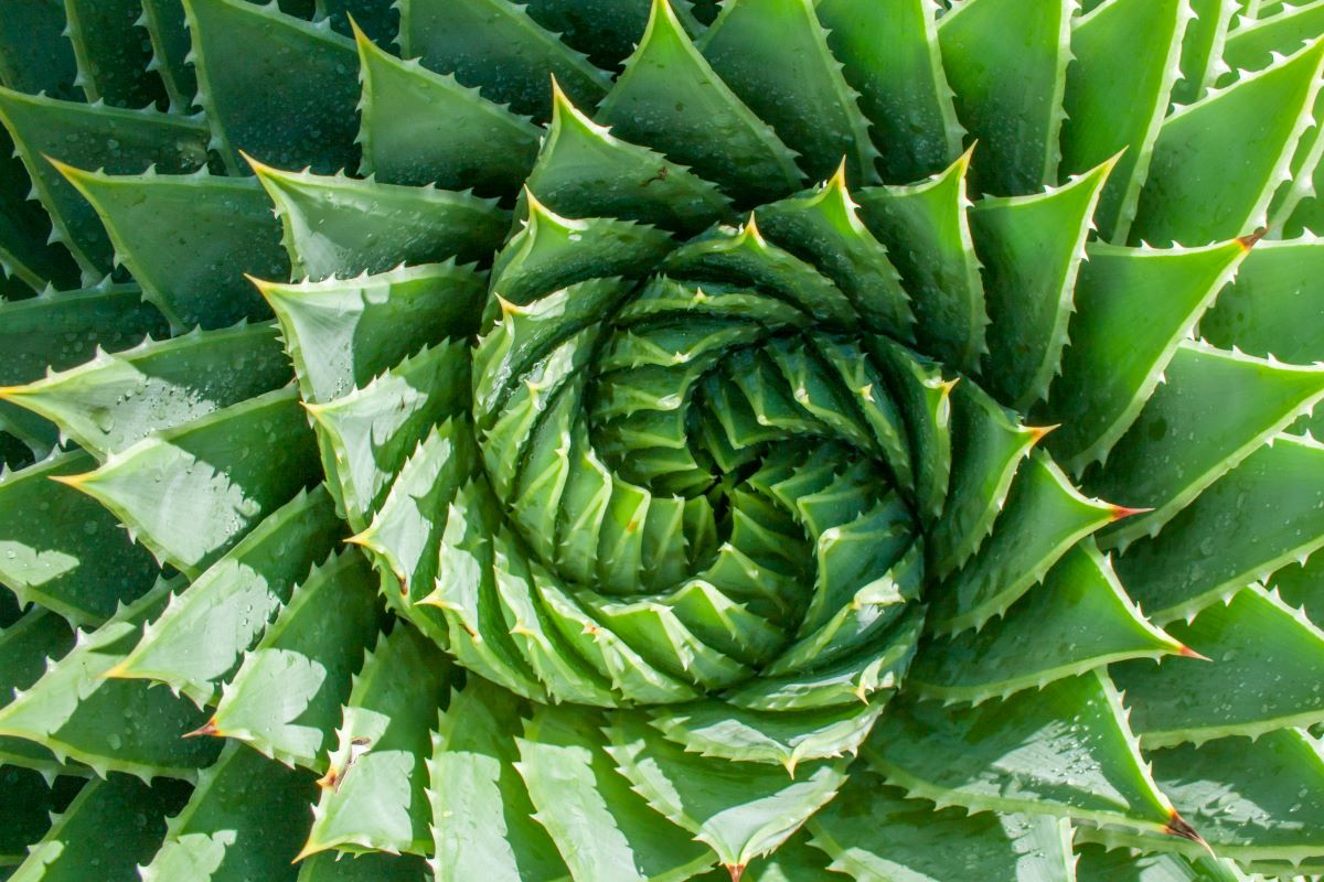 Aloe polyphylla špirálového tvaru je nazývaná aj ako špirálová aloe. Zdroj foto: Getty Images
